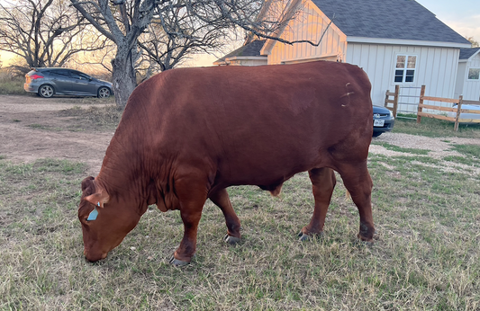 1/2 steer - $1,135 Deposit